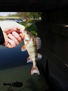 pêche à metz