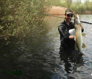 test leurre WESTIN SWIM raise fishing l'expérience de la pêche en lorraine (2)