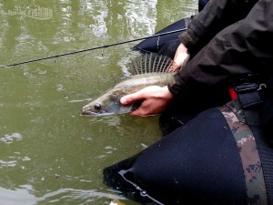 Relaché-sandre-seille-moselle-raisefishing