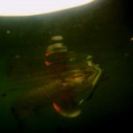 test leurre souple anguille saveage gear real eel raise fishing pêche en lorraine