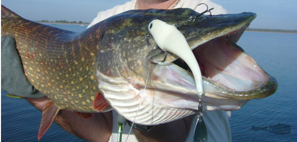 pêche du brochet en traction