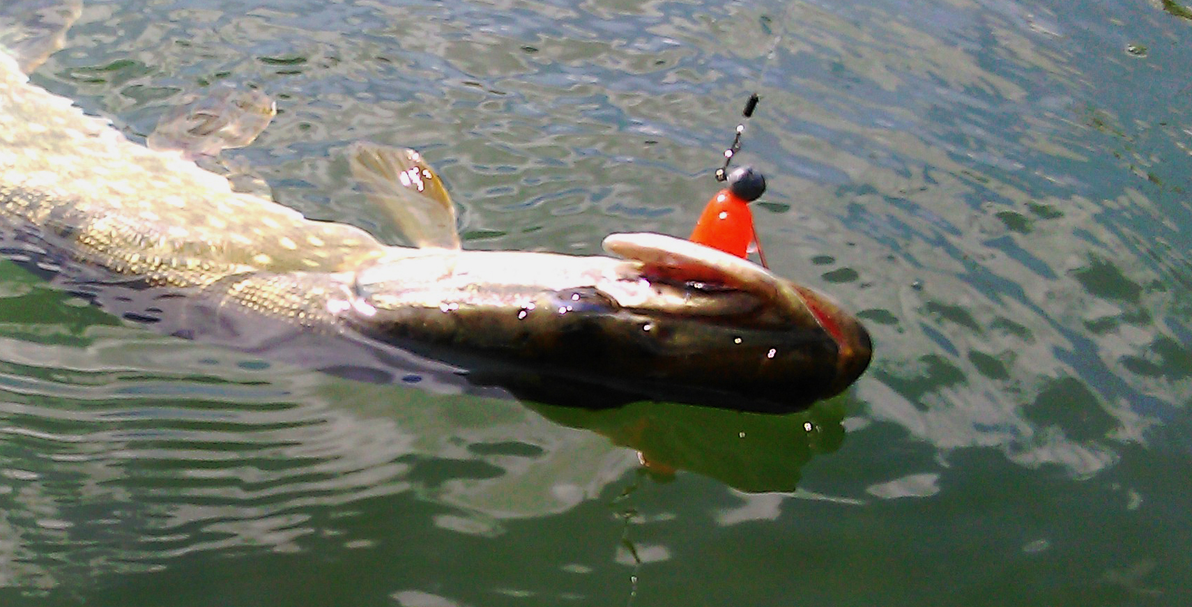 La pêche du silure au leurre souple : Trucs & astuces pour débuter ! -  Delalande Pêche - Leurres souples