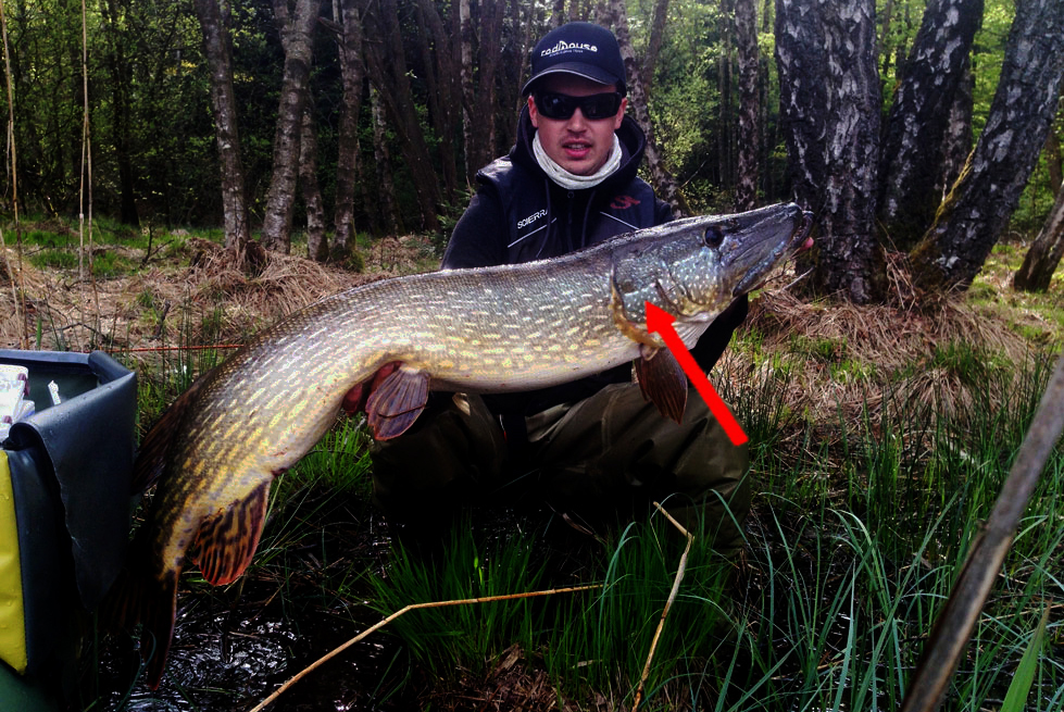 gros-brochet-au-leurre