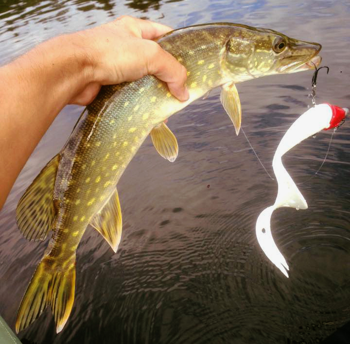 pêche du brochet en no kill 