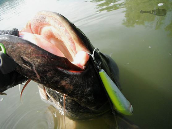 pêche du silure au leurre de surface