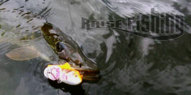 La 3D Trout rattle shad de Savage Gear, un leurre à la porté de tous