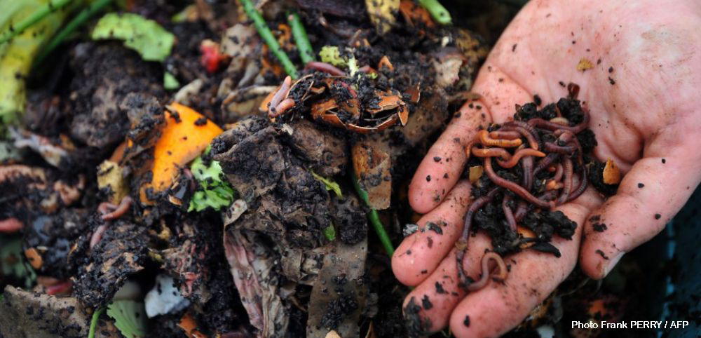 Comment réaliser votre élevage de vers de terre dans votre jardin