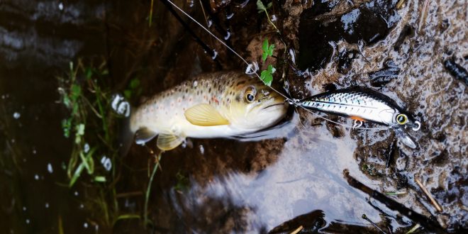 Débuter la pêche : Une boite de leurres à truite pour moins de 50€