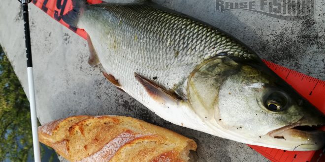 La pêche de l’aspe au pain, c’est possible !