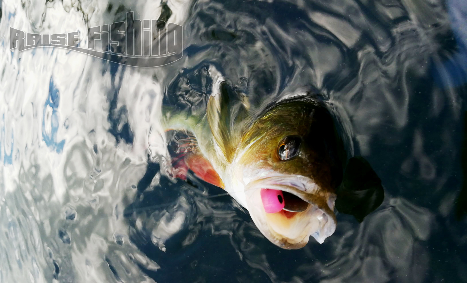 pêche de la perche au leurre Divinator