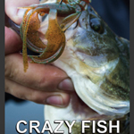 catalogue-crazy-fish-2017