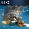 catalogue-illex-2018