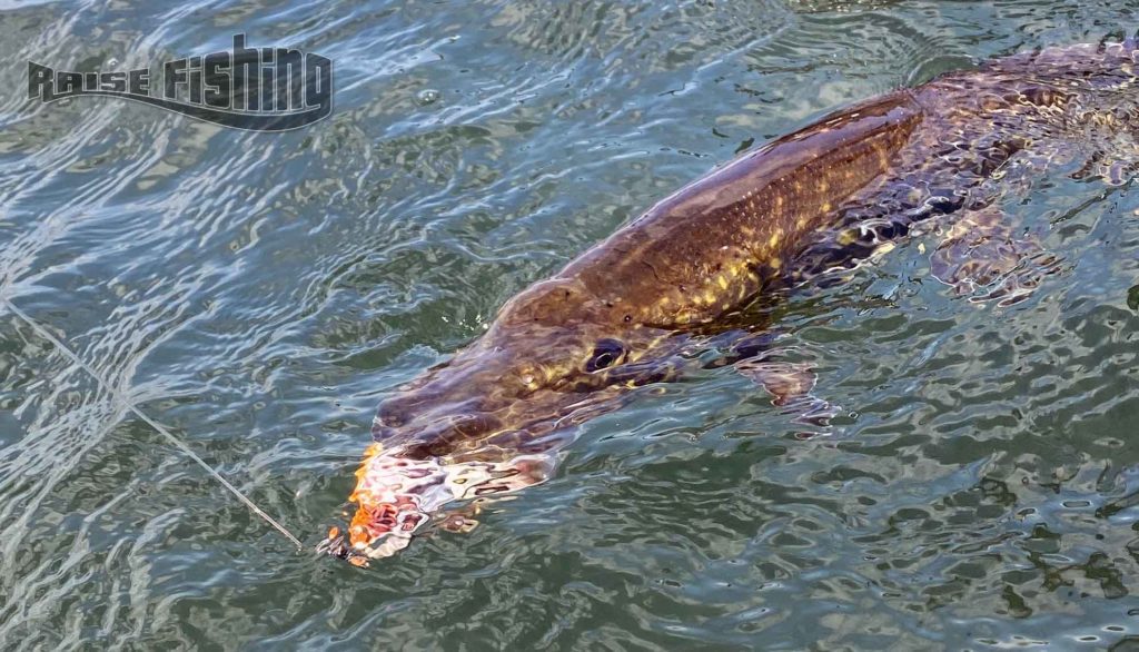 pêche brocher au jerk 