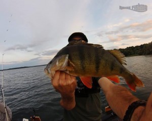 perche-lac-fôret-d'orient-raise-fishing      